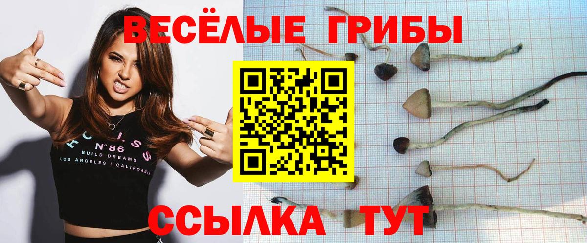 Псилоцибиновые грибы Psilocybe Кстово